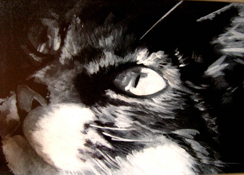 Opera chiamata 'Gatto', autrice: Federica Tortelli